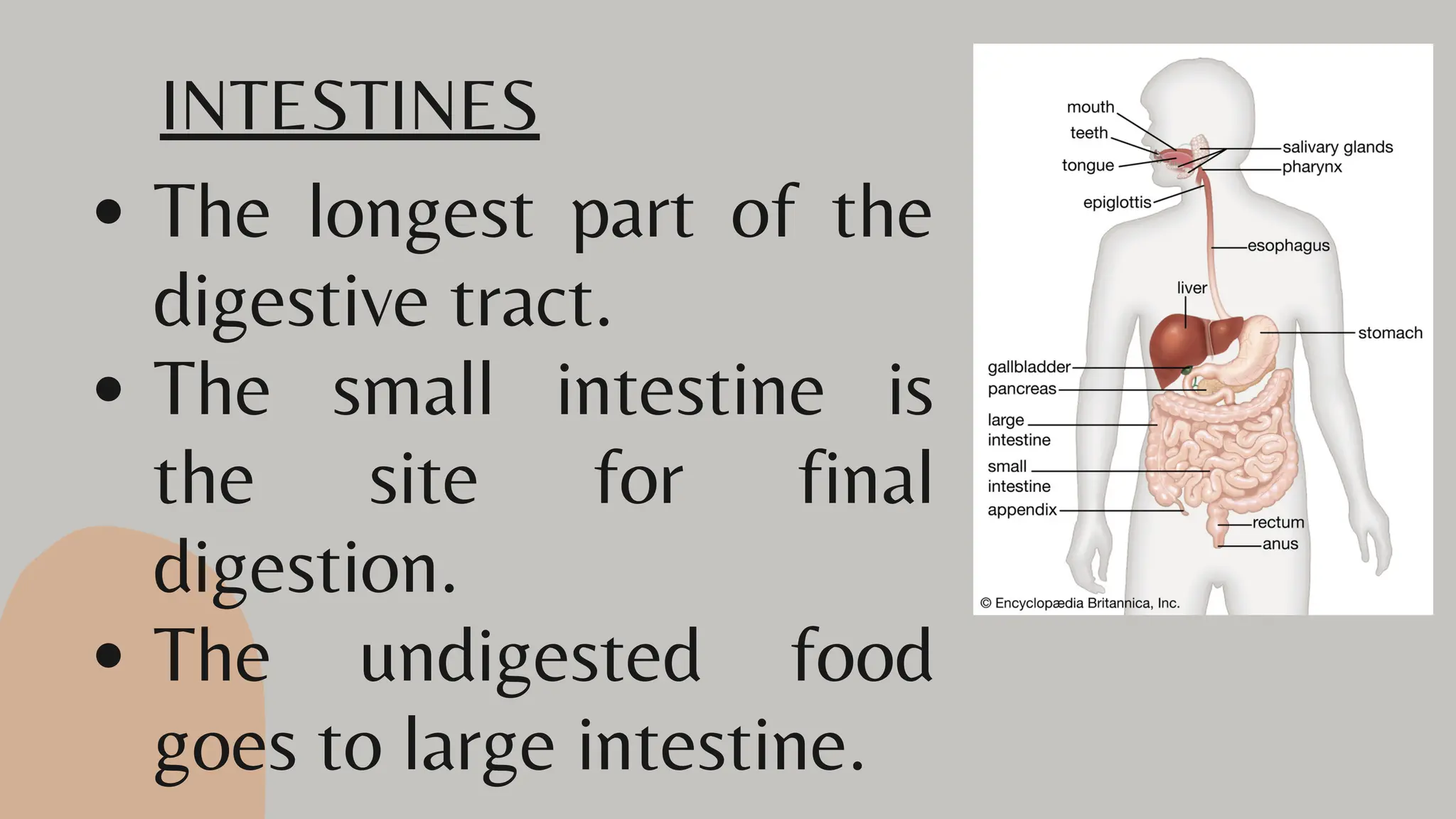 Digestive system lesson for grade 6 students pdf