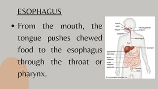 From the mouth, the
tongue pushes chewed
food to the esophagus
through the throat or
pharynx.
ESOPHAGUS
 