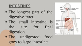 The longest part of the
digestive tract.
The small intestine is
the site for final
digestion.
The undigested food
goes to large intestine.
INTESTINES
 