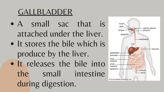 A small sac that is
attached under the liver.
It stores the bile which is
produce by the liver.
It releases the bile into
the small intestine
during digestion.
GALLBLADDER
 