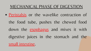 MECHANICAL PHASE OF DIGESTION
Peristalsis or the wavelike contraction of
the food tube, pushes the chewed food
down the esophagus and mixes it with
digestive juices in the stomach and the
small intestine.
 