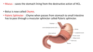 Wht Is A Chyme Digestive system.pptx ...