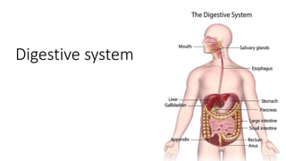 Digestive system
 