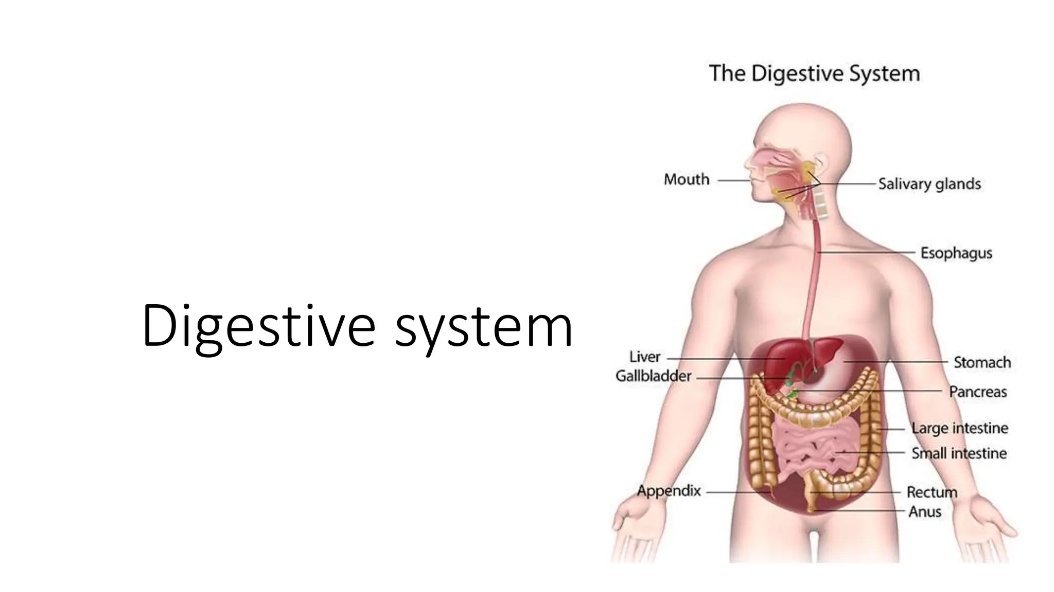 Primitive Digestive System Digestive System.pptx PAID PARATENERSHD DCC | PPTX