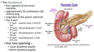Digestive System.pptx PAID PARATENERSHD DCC | PPTX