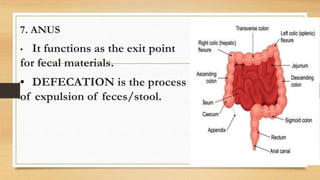 Stool Function The Human Digestive Organs and its function making it a System.pptx