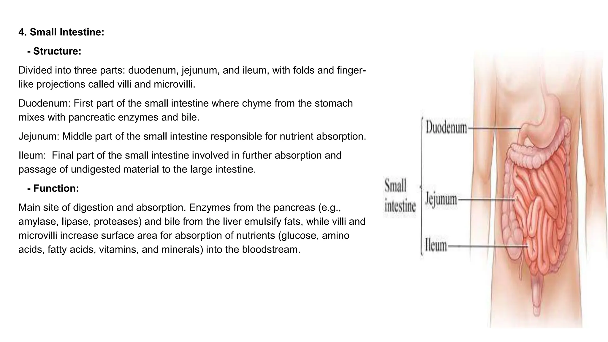 Digestive System Primary Structures Human digestive system structure and function | PPTX