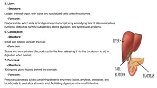 5. Liver:
- Structure:
Largest internal organ, with lobes and specialized cells called hepatocytes.
- Function:
Produces bile, which aids in fat digestion and absorption by emulsifying fats. It also metabolizes
nutrients, detoxifies harmful substances, stores glycogen, and synthesizes proteins.
6. Gallbladder:
- Structure:
Small sac located beneath the liver.
- Function:
Stores and concentrates bile produced by the liver, releasing it into the duodenum to aid in fat
digestion when needed.
7. Pancreas:
- Structure:
Elongated gland located behind the stomach.
- Function:
Produces pancreatic juices containing digestive enzymes (lipase, amylase, proteases) and
bicarbonate to neutralize stomach acid, facilitating digestion in the small intestine.
 