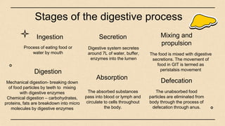 Digestive system secretes
around 7L of water, buffer,
enzymes into the lumen
The food is mixed with digestive
secretions. The movement of
food in GIT is termed as
peristalsis movement
Stages of the digestive process
Process of eating food or
water by mouth
Mechanical digestion- breaking down
of food particles by teeth to mixing
with digestive enzymes
Chemical digestion – carbohydrates,
proteins, fats are breakdown into micro
molecules by digestive enzymes
The absorbed substances
pass into blood or lymph and
circulate to cells throughout
the body.
The unabsorbed food
particles are eliminated from
body through the process of
defecation through anus.
Ingestion Secretion Mixing and
propulsion
Digestion
Absorption Defecation
 