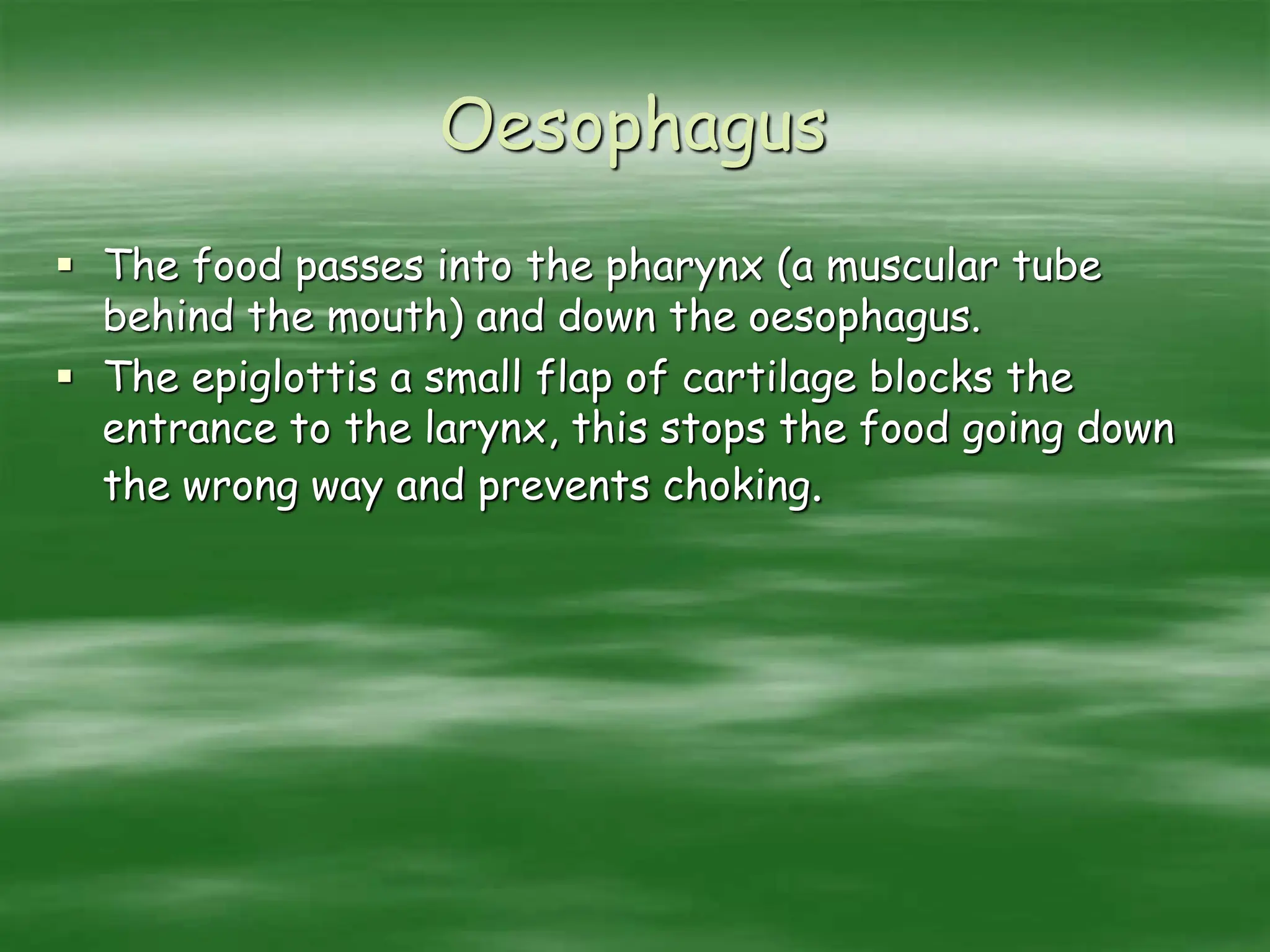 Oesophagus
 The food passes into the pharynx (a muscular tube
behind the mouth) and down the oesophagus.
 The epiglottis a small flap of cartilage blocks the
entrance to the larynx, this stops the food going down
the wrong way and prevents choking.
 