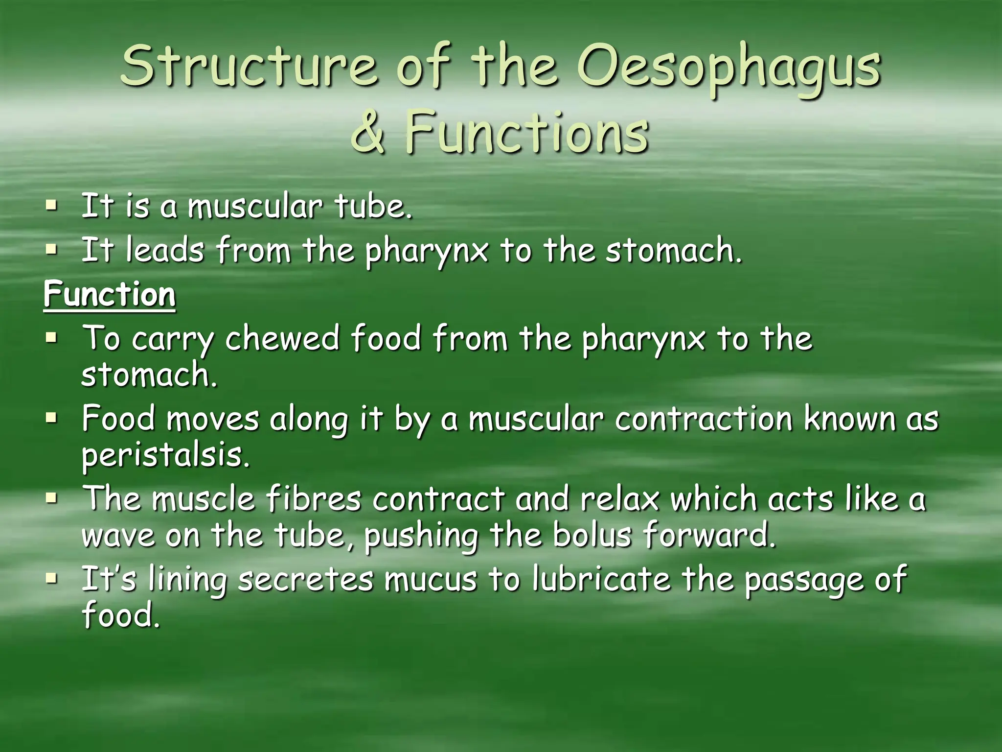 Structure of the Oesophagus
& Functions
 It is a muscular tube.
 It leads from the pharynx to the stomach.
Function
 To carry chewed food from the pharynx to the
stomach.
 Food moves along it by a muscular contraction known as
peristalsis.
 The muscle fibres contract and relax which acts like a
wave on the tube, pushing the bolus forward.
 It’s lining secretes mucus to lubricate the passage of
food.
 