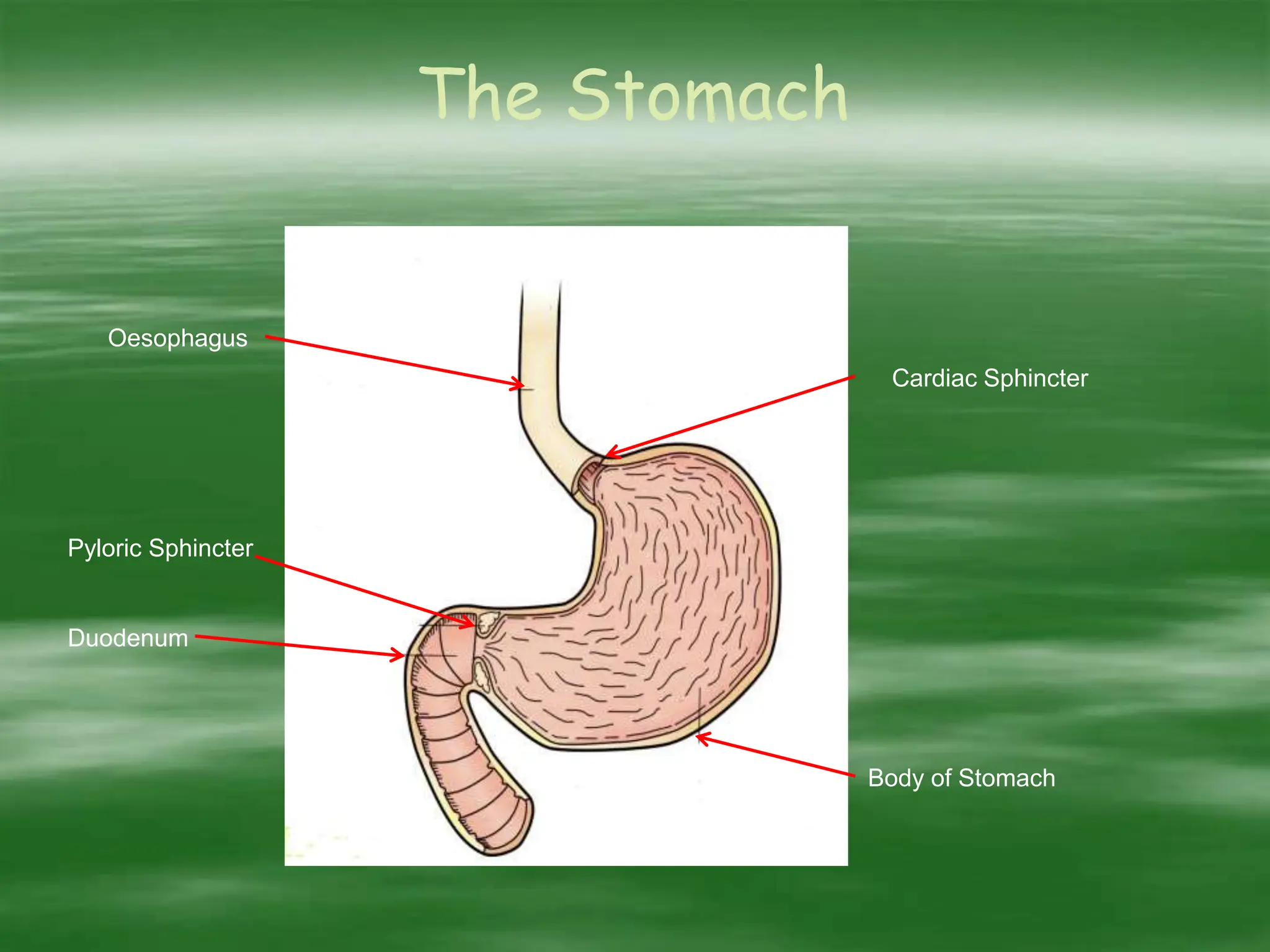 The Stomach
Oesophagus
Pyloric Sphincter
Duodenum
Body of Stomach
Cardiac Sphincter
 