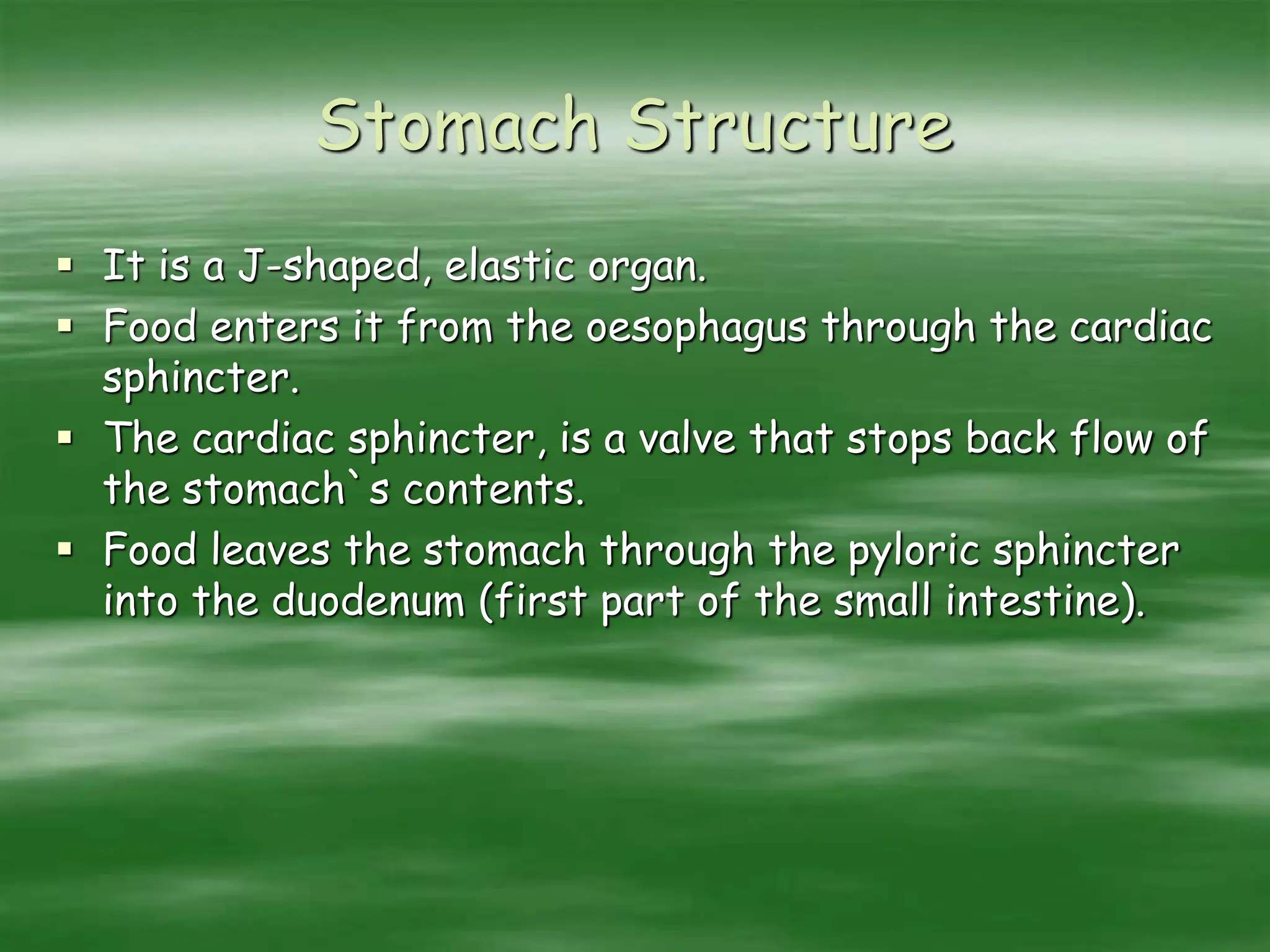 Stomach Structure
 It is a J-shaped, elastic organ.
 Food enters it from the oesophagus through the cardiac
sphincter.
 The cardiac sphincter, is a valve that stops back flow of
the stomach`s contents.
 Food leaves the stomach through the pyloric sphincter
into the duodenum (first part of the small intestine).
 