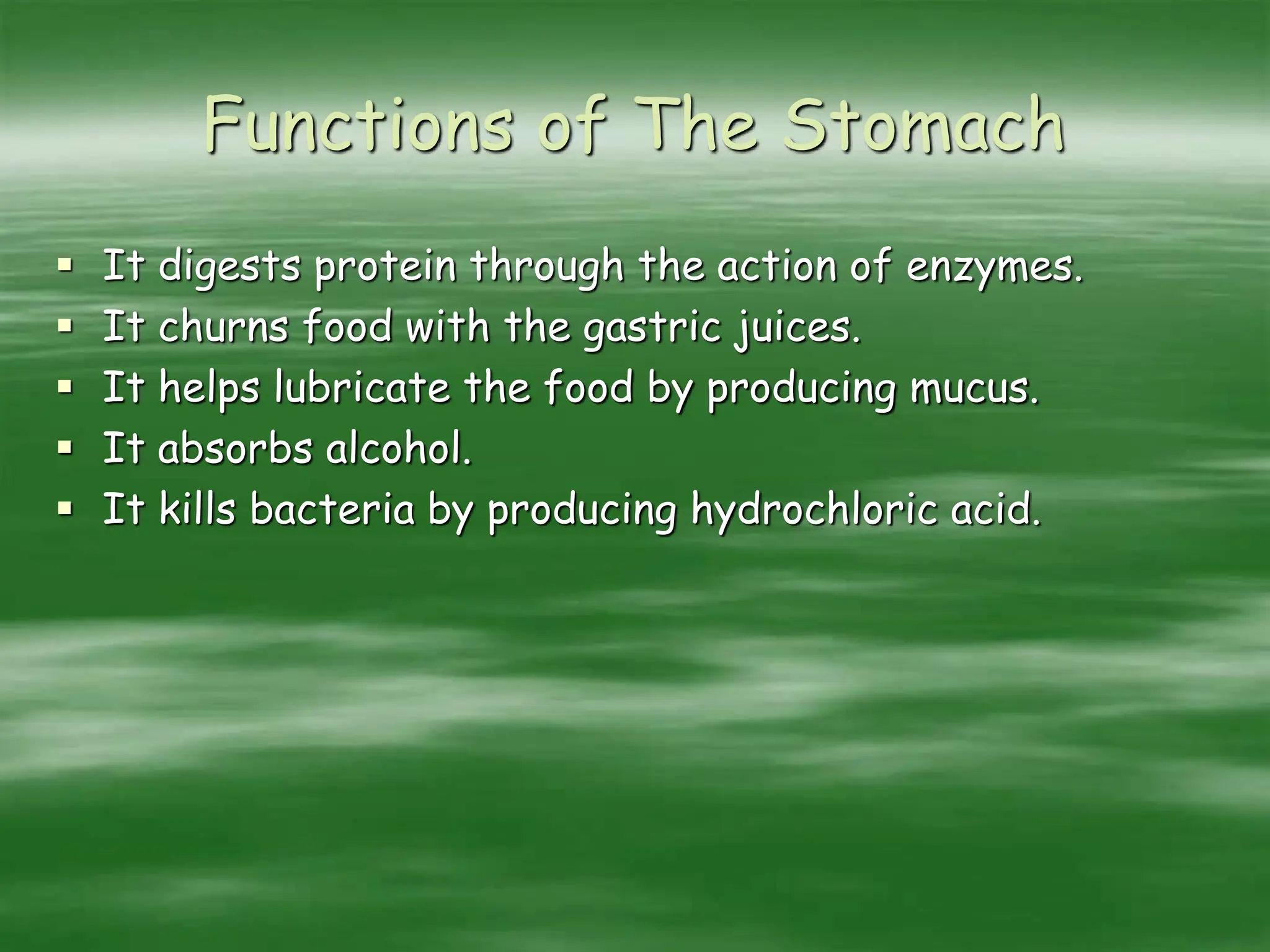 Functions of The Stomach
 It digests protein through the action of enzymes.
 It churns food with the gastric juices.
 It helps lubricate the food by producing mucus.
 It absorbs alcohol.
 It kills bacteria by producing hydrochloric acid.
 