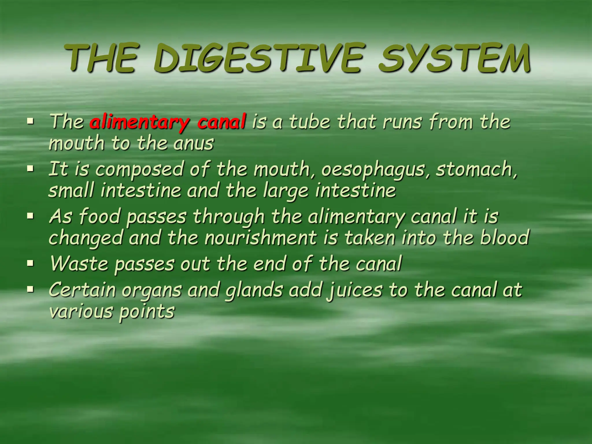 THE DIGESTIVE SYSTEM
 The alimentary canal is a tube that runs from the
mouth to the anus
 It is composed of the mouth, oesophagus, stomach,
small intestine and the large intestine
 As food passes through the alimentary canal it is
changed and the nourishment is taken into the blood
 Waste passes out the end of the canal
 Certain organs and glands add juices to the canal at
various points
 