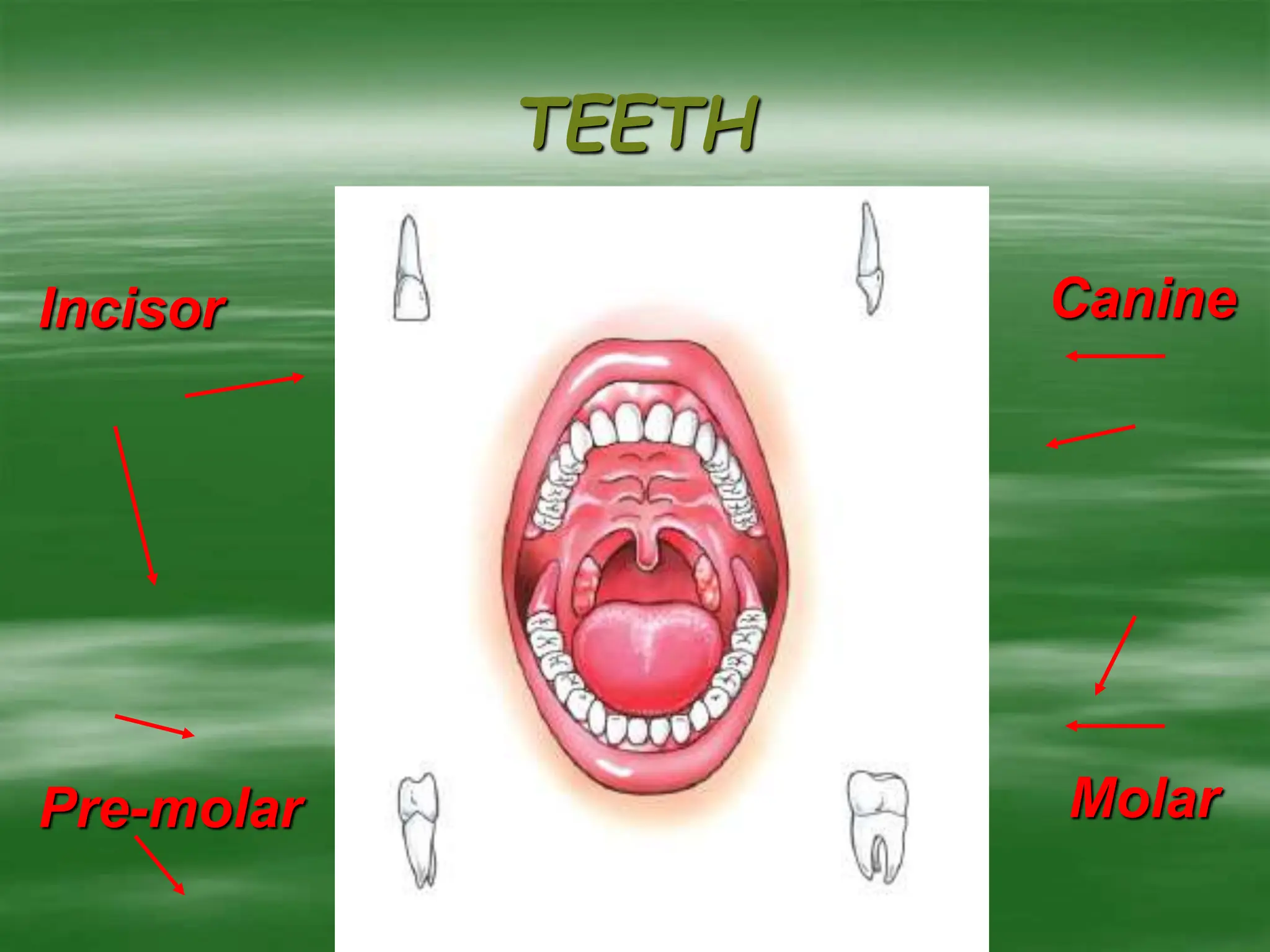 TEETH
Incisor
Pre-molar
Canine
Molar
 