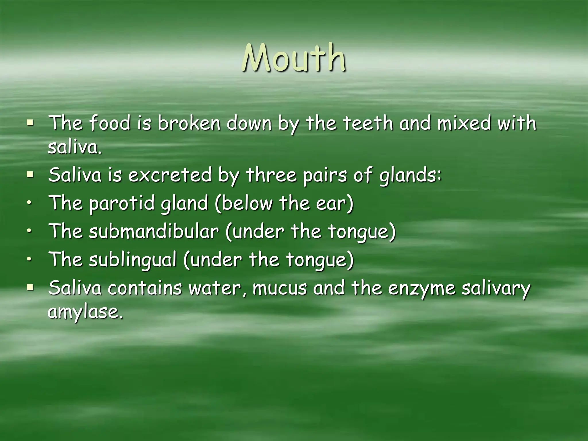 Mouth
 The food is broken down by the teeth and mixed with
saliva.
 Saliva is excreted by three pairs of glands:
• The parotid gland (below the ear)
• The submandibular (under the tongue)
• The sublingual (under the tongue)
 Saliva contains water, mucus and the enzyme salivary
amylase.
 