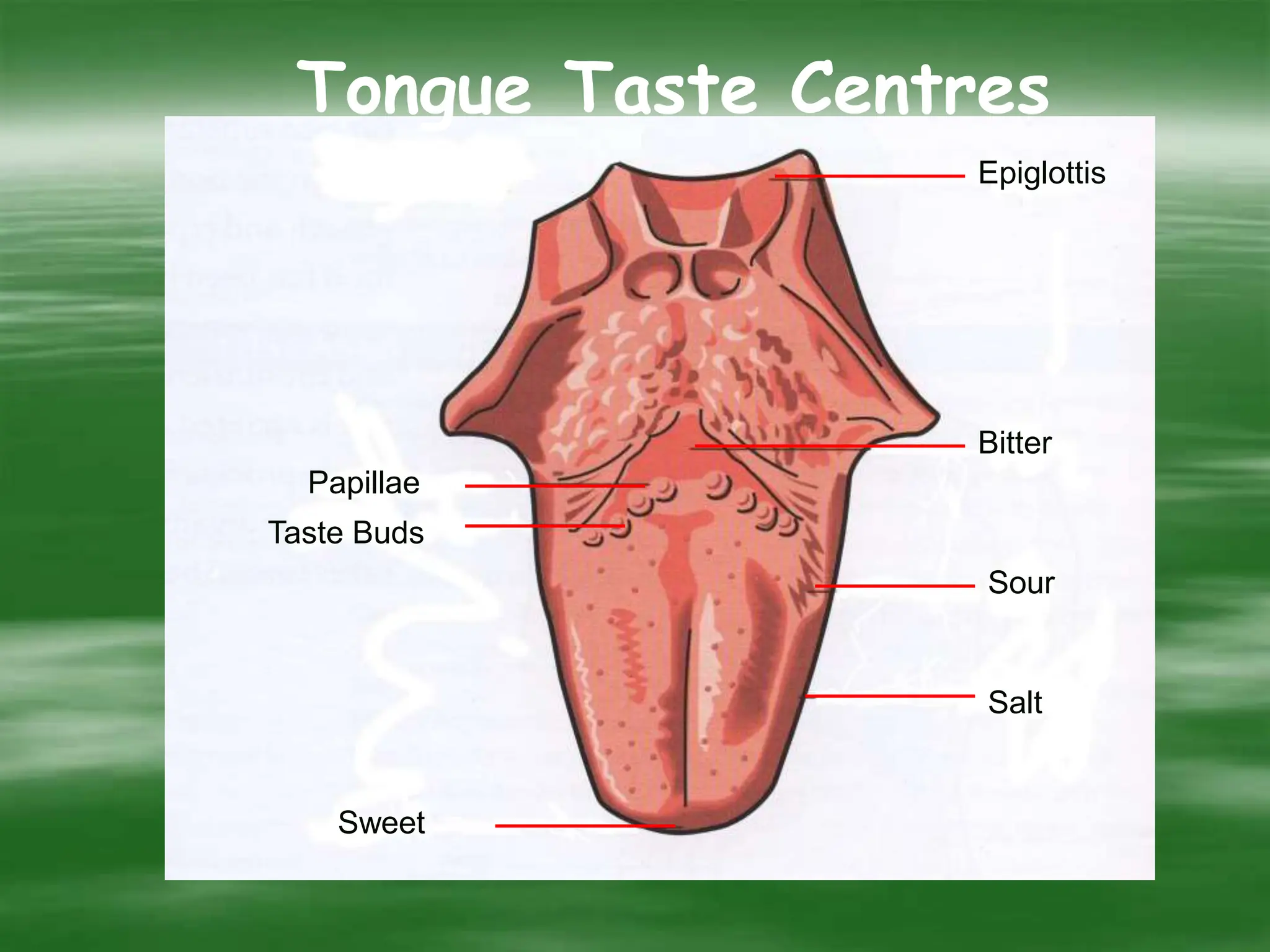 Tongue Taste Centres
Epiglottis
Bitter
Sour
Salt
Sweet
Taste Buds
Papillae
 