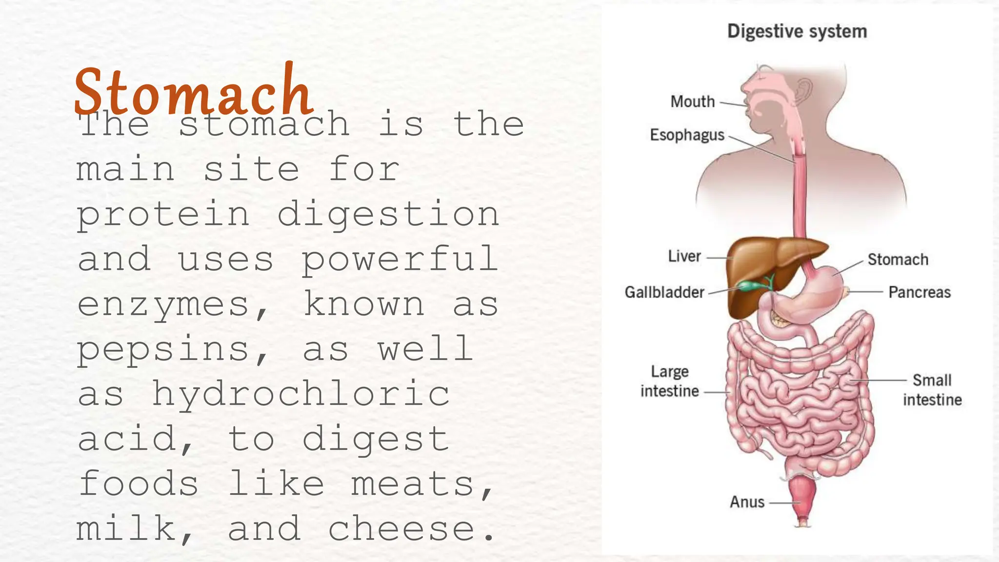 The stomach is the
main site for
protein digestion
and uses powerful
enzymes, known as
pepsins, as well
as hydrochloric
acid, to digest
foods like meats,
milk, and cheese.
Stomach
 