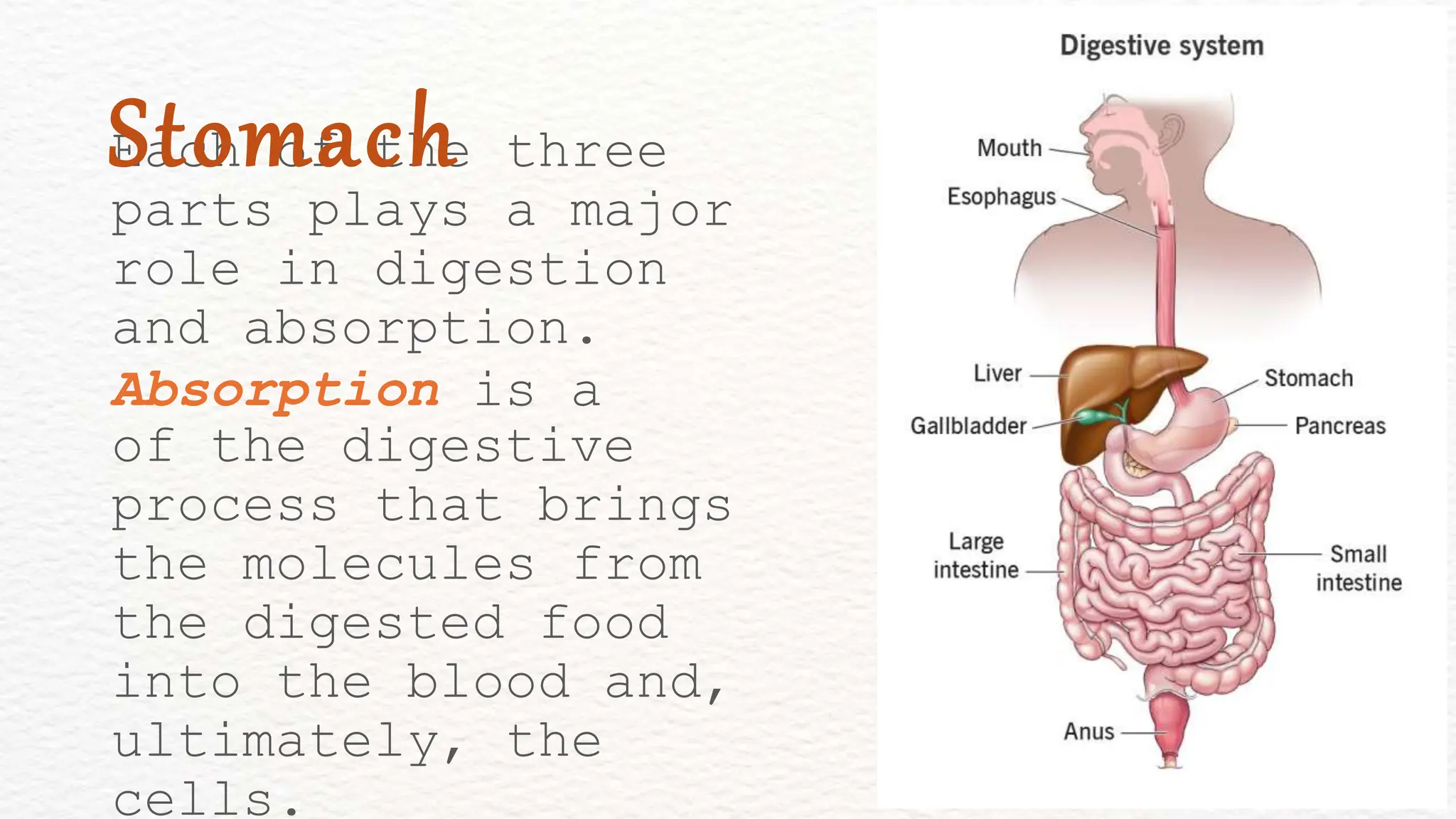 Each of the three
parts plays a major
role in digestion
and absorption.
Absorption is a
of the digestive
process that brings
the molecules from
the digested food
into the blood and,
ultimately, the
cells.
Stomach
 