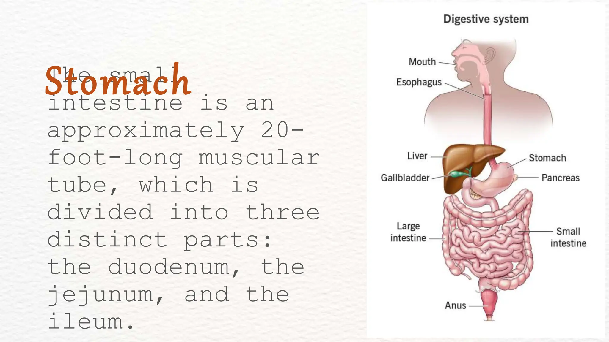 The small
intestine is an
approximately 20-
foot-long muscular
tube, which is
divided into three
distinct parts:
the duodenum, the
jejunum, and the
ileum.
Stomach
 