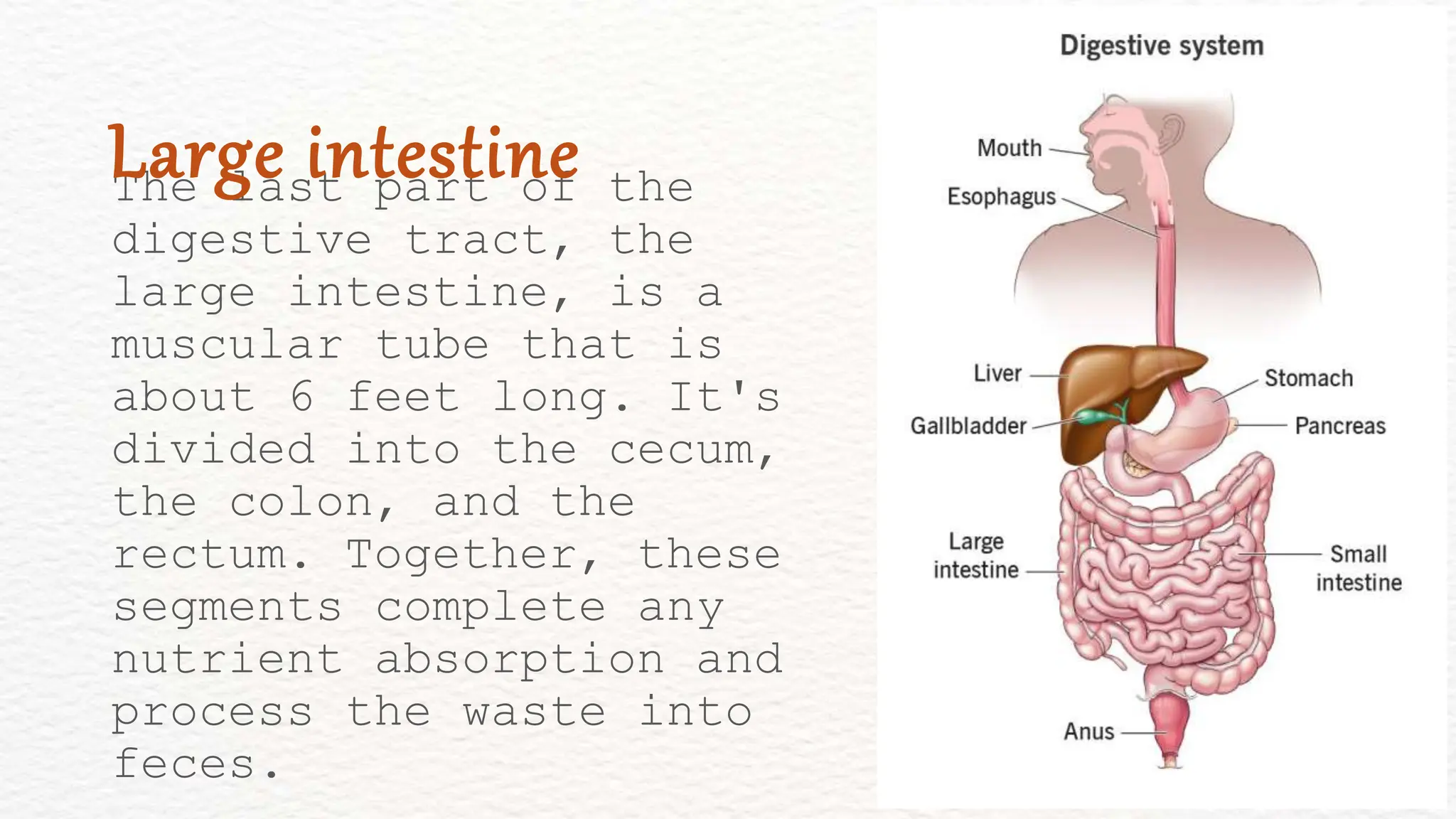 The last part of the
digestive tract, the
large intestine, is a
muscular tube that is
about 6 feet long. It's
divided into the cecum,
the colon, and the
rectum. Together, these
segments complete any
nutrient absorption and
process the waste into
feces.
Large intestine
 