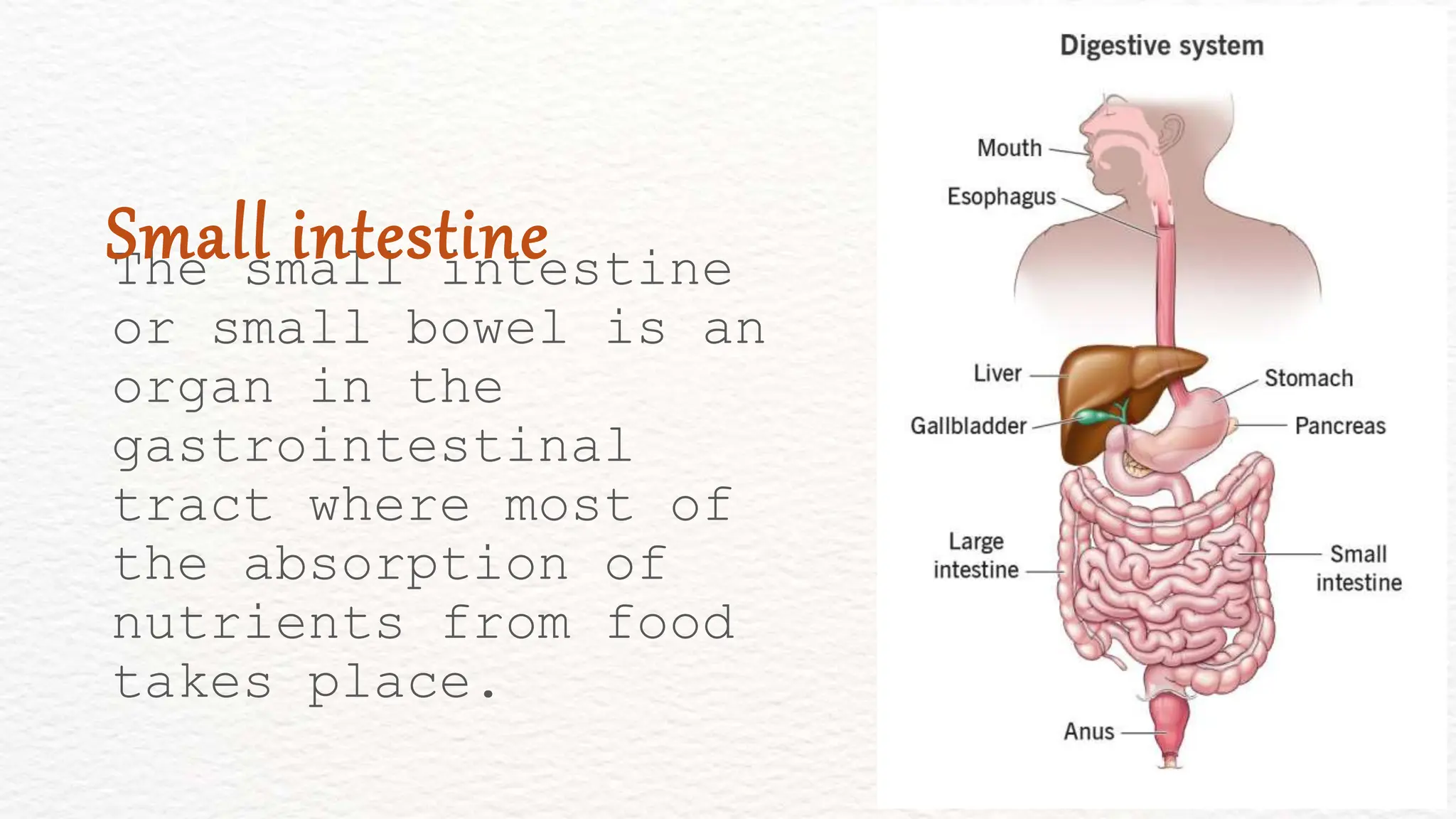 The small intestine
or small bowel is an
organ in the
gastrointestinal
tract where most of
the absorption of
nutrients from food
takes place.
Small intestine
 