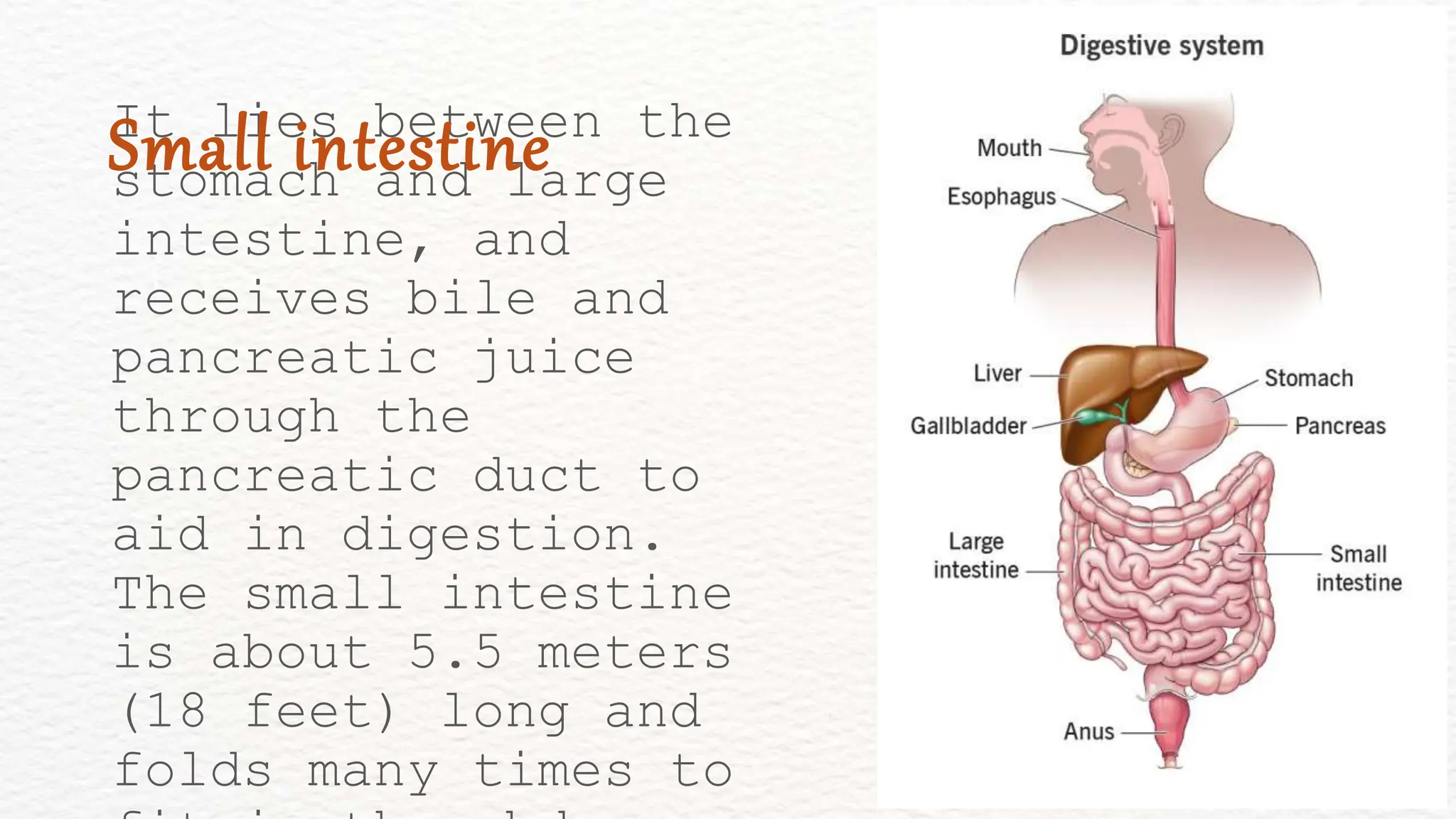 It lies between the
stomach and large
intestine, and
receives bile and
pancreatic juice
through the
pancreatic duct to
aid in digestion.
The small intestine
is about 5.5 meters
(18 feet) long and
folds many times to
Small intestine
 