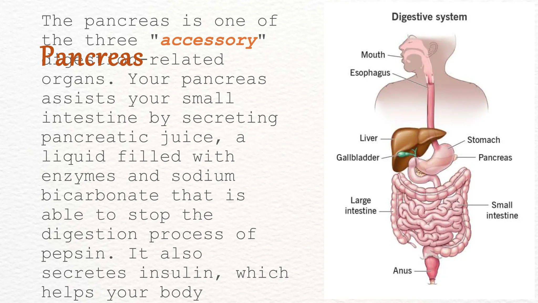 The pancreas is one of
the three "accessory"
digestion-related
organs. Your pancreas
assists your small
intestine by secreting
pancreatic juice, a
liquid filled with
enzymes and sodium
bicarbonate that is
able to stop the
digestion process of
pepsin. It also
secretes insulin, which
helps your body
Pancreas
 
