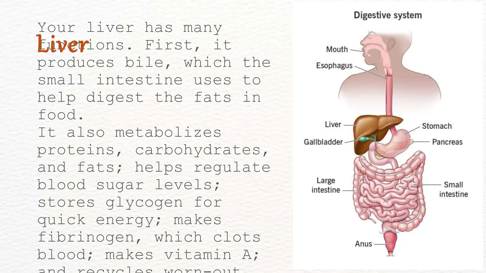 Your liver has many
functions. First, it
produces bile, which the
small intestine uses to
help digest the fats in
food.
It also metabolizes
proteins, carbohydrates,
and fats; helps regulate
blood sugar levels;
stores glycogen for
quick energy; makes
fibrinogen, which clots
blood; makes vitamin A;
Liver
 