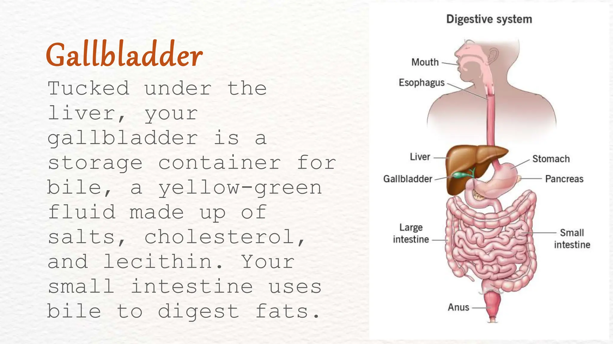 Tucked under the
liver, your
gallbladder is a
storage container for
bile, a yellow-green
fluid made up of
salts, cholesterol,
and lecithin. Your
small intestine uses
bile to digest fats.
Gallbladder
 