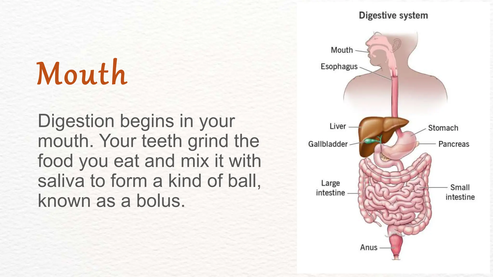Digestion begins in your
mouth. Your teeth grind the
food you eat and mix it with
saliva to form a kind of ball,
known as a bolus.
Mouth
 