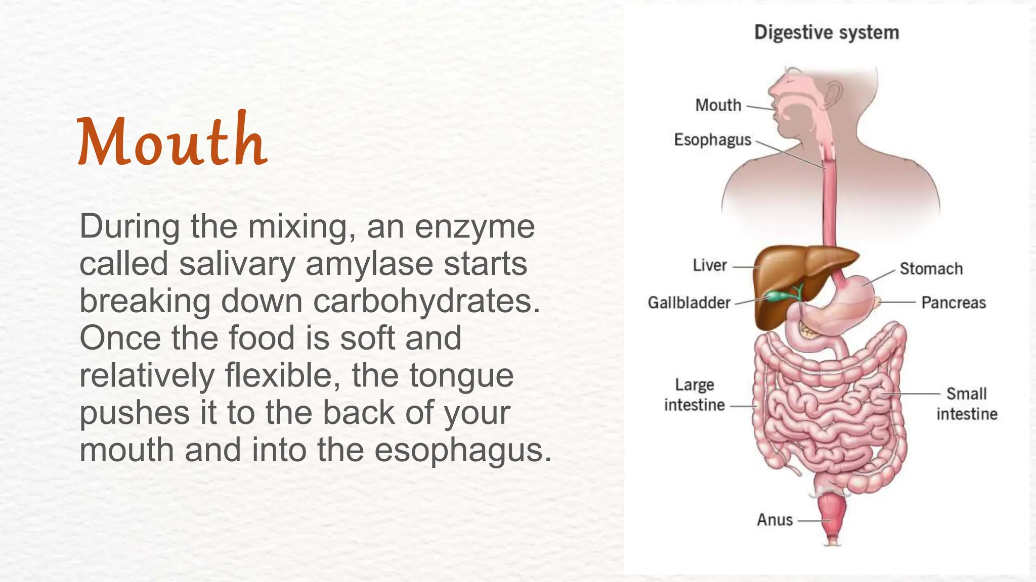 During the mixing, an enzyme
called salivary amylase starts
breaking down carbohydrates.
Once the food is soft and
relatively flexible, the tongue
pushes it to the back of your
mouth and into the esophagus.
Mouth
 