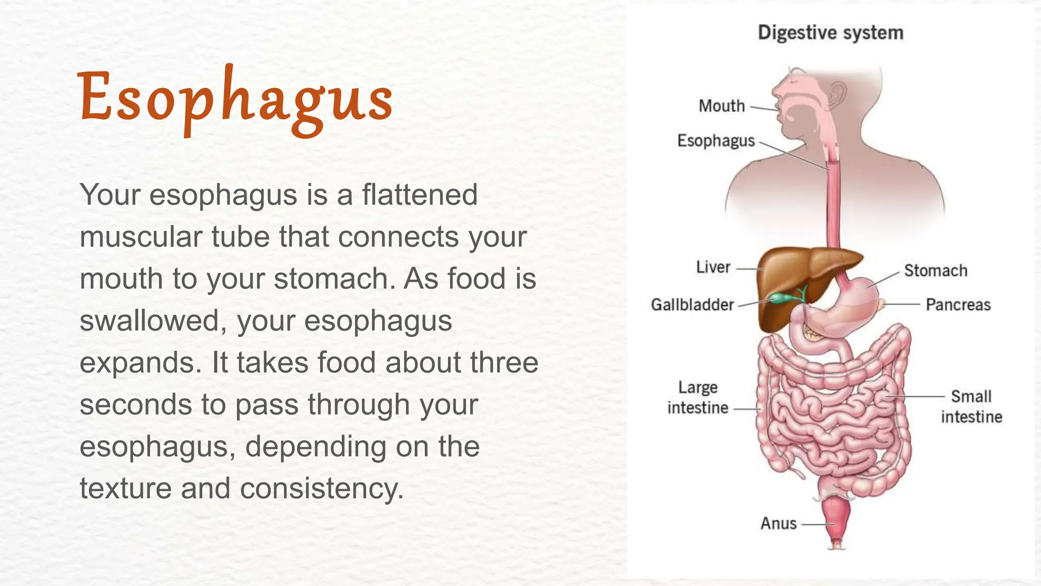 Your esophagus is a flattened
muscular tube that connects your
mouth to your stomach. As food is
swallowed, your esophagus
expands. It takes food about three
seconds to pass through your
esophagus, depending on the
texture and consistency.
Esophagus
 