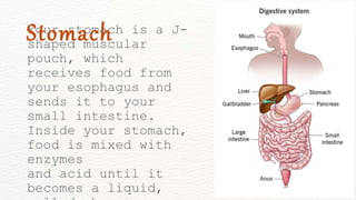 Your stomach is a J-
shaped muscular
pouch, which
receives food from
your esophagus and
sends it to your
small intestine.
Inside your stomach,
food is mixed with
enzymes
and acid until it
becomes a liquid,
Stomach
 