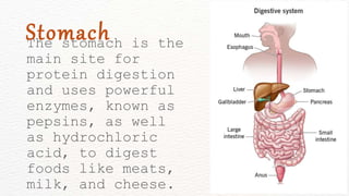 The stomach is the
main site for
protein digestion
and uses powerful
enzymes, known as
pepsins, as well
as hydrochloric
acid, to digest
foods like meats,
milk, and cheese.
Stomach
 