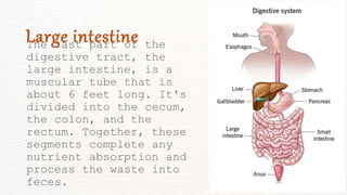 The last part of the
digestive tract, the
large intestine, is a
muscular tube that is
about 6 feet long. It's
divided into the cecum,
the colon, and the
rectum. Together, these
segments complete any
nutrient absorption and
process the waste into
feces.
Large intestine
 
