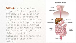 The anus is the last
organ of the digestive
system. It is a 2-inch
long canal consisting
of pelvic floor muscles
and two anal sphincters
(internal and external)
which allow you to hold
in feces until you are
able to get to a
bathroom to release the
contents into the
toilet.
Anus
 