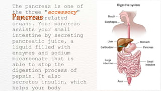 The pancreas is one of
the three "accessory"
digestion-related
organs. Your pancreas
assists your small
intestine by secreting
pancreatic juice, a
liquid filled with
enzymes and sodium
bicarbonate that is
able to stop the
digestion process of
pepsin. It also
secretes insulin, which
helps your body
Pancreas
 