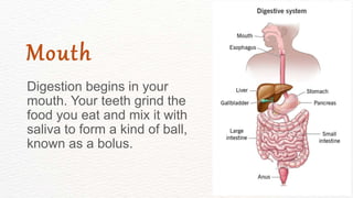 Digestion begins in your
mouth. Your teeth grind the
food you eat and mix it with
saliva to form a kind of ball,
known as a bolus.
Mouth
 