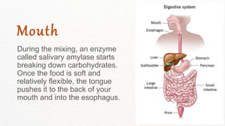 During the mixing, an enzyme
called salivary amylase starts
breaking down carbohydrates.
Once the food is soft and
relatively flexible, the tongue
pushes it to the back of your
mouth and into the esophagus.
Mouth
 
