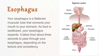 Your esophagus is a flattened
muscular tube that connects your
mouth to your stomach. As food is
swallowed, your esophagus
expands. It takes food about three
seconds to pass through your
esophagus, depending on the
texture and consistency.
Esophagus
 