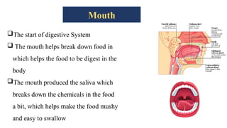 Mouth
The start of digestive System
 The mouth helps break down food in
which helps the food to be digest in the
body
The mouth produced the saliva which
breaks down the chemicals in the food
a bit, which helps make the food mushy
and easy to swallow
 