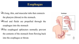 Esophagus
A long, thin, and muscular tube that connects
the pharynx (throat) to the stomach.
Food and fluids are propelled through the
esophagus into the stomach
The esophageal sphincters normally prevent
the contents of the stomach from flowing back
into the esophagus or throat.
 