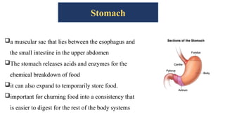 Stomach
a muscular sac that lies between the esophagus and
the small intestine in the upper abdomen
The stomach releases acids and enzymes for the
chemical breakdown of food
it can also expand to temporarily store food.
important for churning food into a consistency that
is easier to digest for the rest of the body systems
 