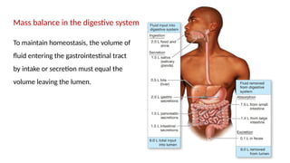 12
Mass balance in the digestive system
To maintain homeostasis, the volume of
fluid entering the gastrointestinal tract
by intake or secretion must equal the
volume leaving the lumen.
 