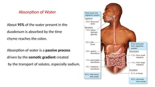 14
Absorption of Water
About 95% of the water present in the
duodenum is absorbed by the time
chyme reaches the colon.
Absorption of water is a passive process
driven by the osmotic gradient created
by the transport of solutes, especially sodium.
 