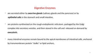 15
Digestive Enzymes
- are secreted either by exocrine glands (salivary glands and the pancreas) or by
epithelial cells in the stomach and small intestine,
- are proteins synthesized on the rough endoplasmic reticulum, packaged by the Golgi
complex into secretory vesicles, and then stored in the cell and released on demand by
exocytosis,
- many intestinal enzymes remain bound to the apical membranes of intestinal cells, anchored
by transmembrane protein “stalks” or lipid anchors,
 