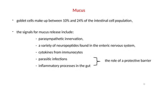 18
Mucus
- goblet cells make up between 10% and 24% of the intestinal cell population,
- the signals for mucus release include:
- parasympathetic innervation,
- a variety of neuropeptides found in the enteric nervous system,
- cytokines from immunocytes
- parasitic infections
- inflammatory processes in the gut
the role of a protective barrier
 