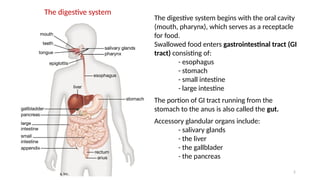 2
The digestive system begins with the oral cavity
(mouth, pharynx), which serves as a receptacle
for food.
Swallowed food enters gastrointestinal tract (GI
tract) consisting of:
- esophagus
- stomach
- small intestine
- large intestine
The portion of GI tract running from the
stomach to the anus is also called the gut.
Accessory glandular organs include:
- salivary glands
- the liver
- the gallblader
- the pancreas
The digestive system
 